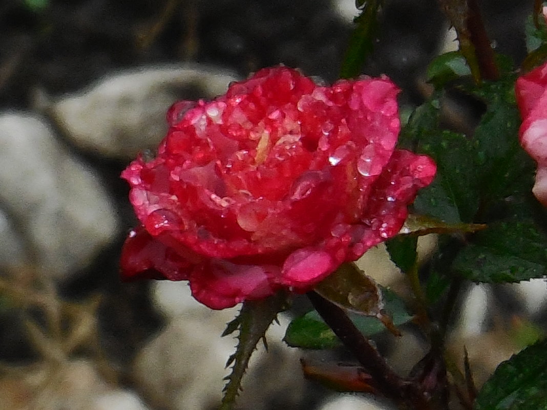 Розы...розы... И дожди! - Вячеслав Медведев