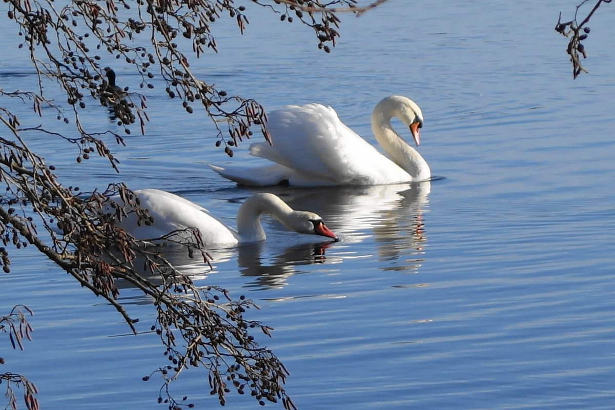 Лебеди на озере - Маргарита Батырева