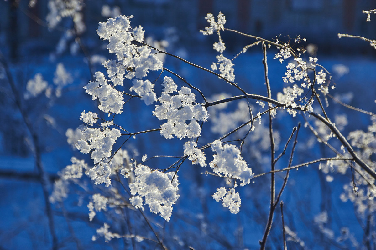 Снежные цветы - Седа Ковтун