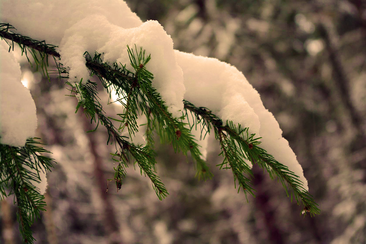 снежок пушистый на ветвях лежит.... - леонид логинов