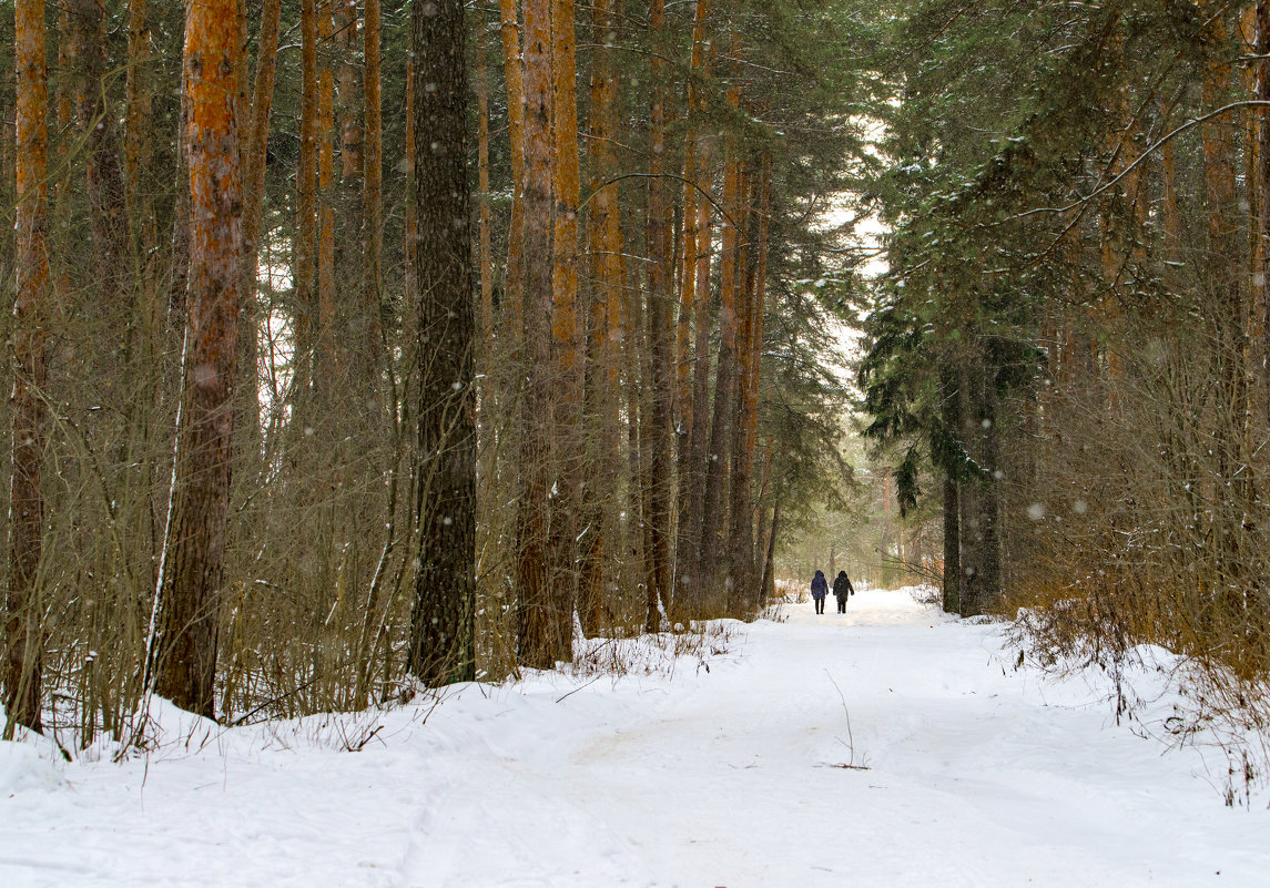 Прогулка в зимнем лесу - Юрий Бичеров
