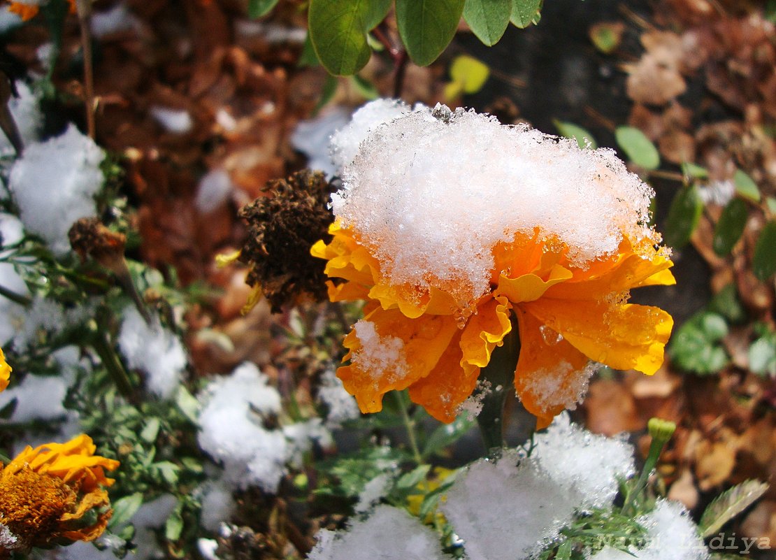 Цветы под снегом - Лидия (naum.lidiya)