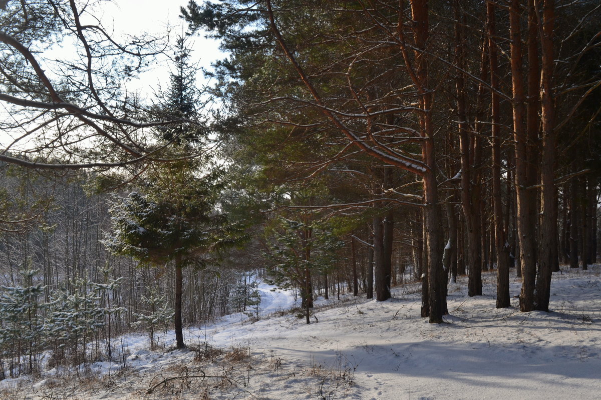 в лесу - Светлана 