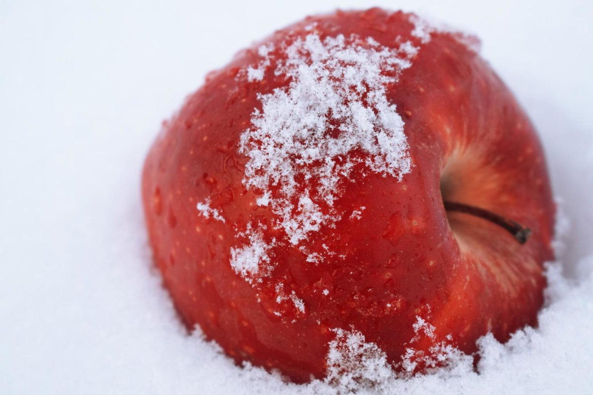 Яблоки на снегу! - Таня Дорожко