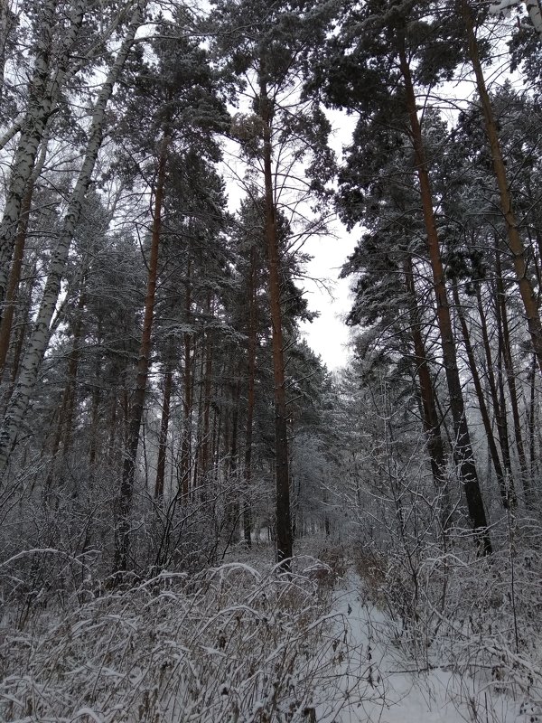 ... в белый снег весь лес одет - Татьяна Котельникова