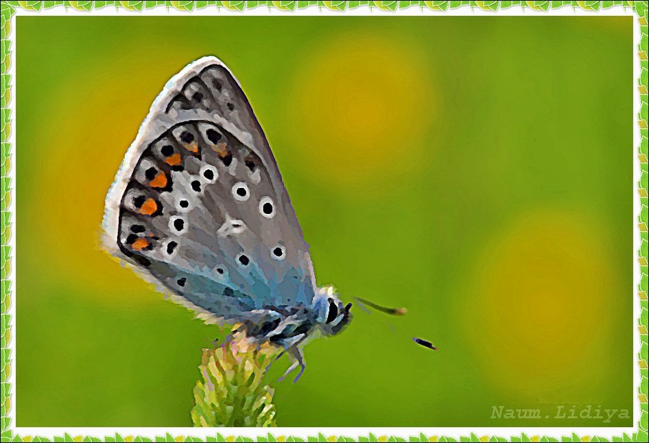 Бабочка красотка - Лидия (naum.lidiya)