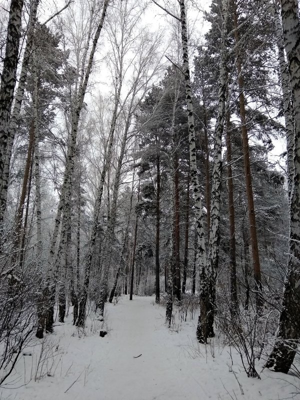 Красота зимнего леса - Татьяна Котельникова