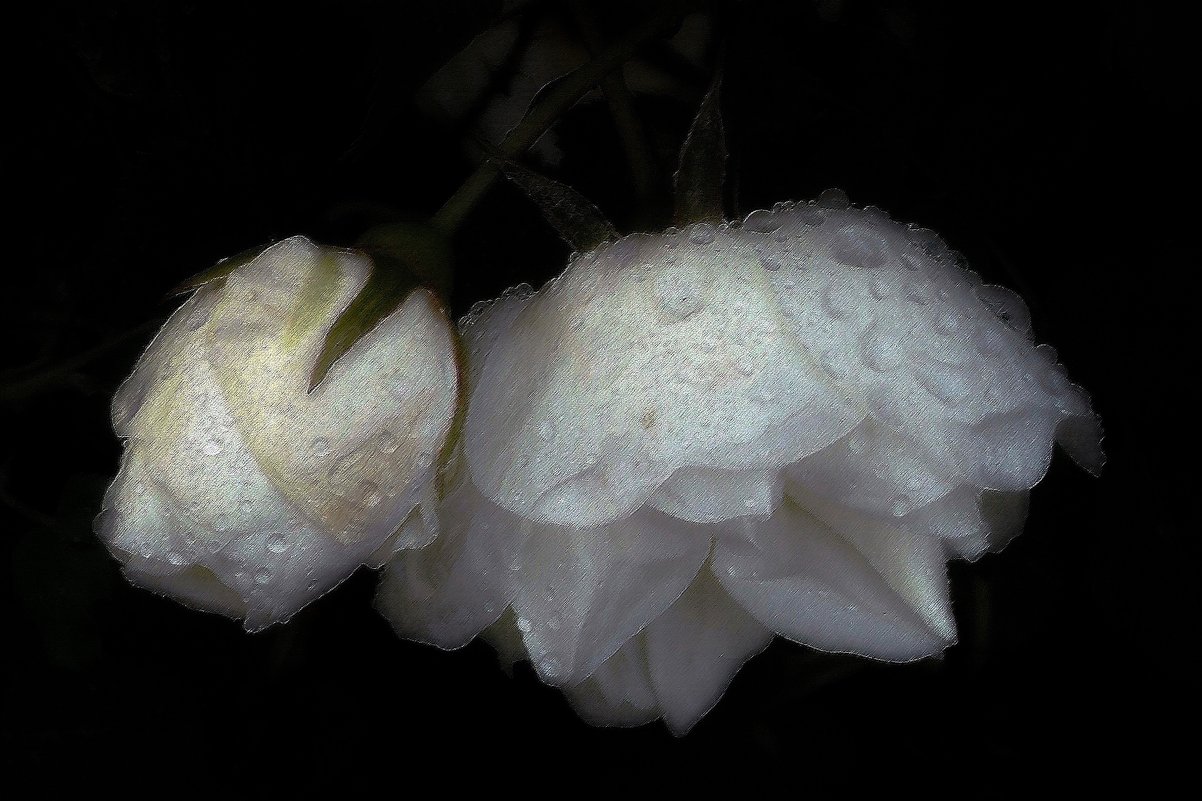 Капельки вечернего дождя - Фотогруппа Весна