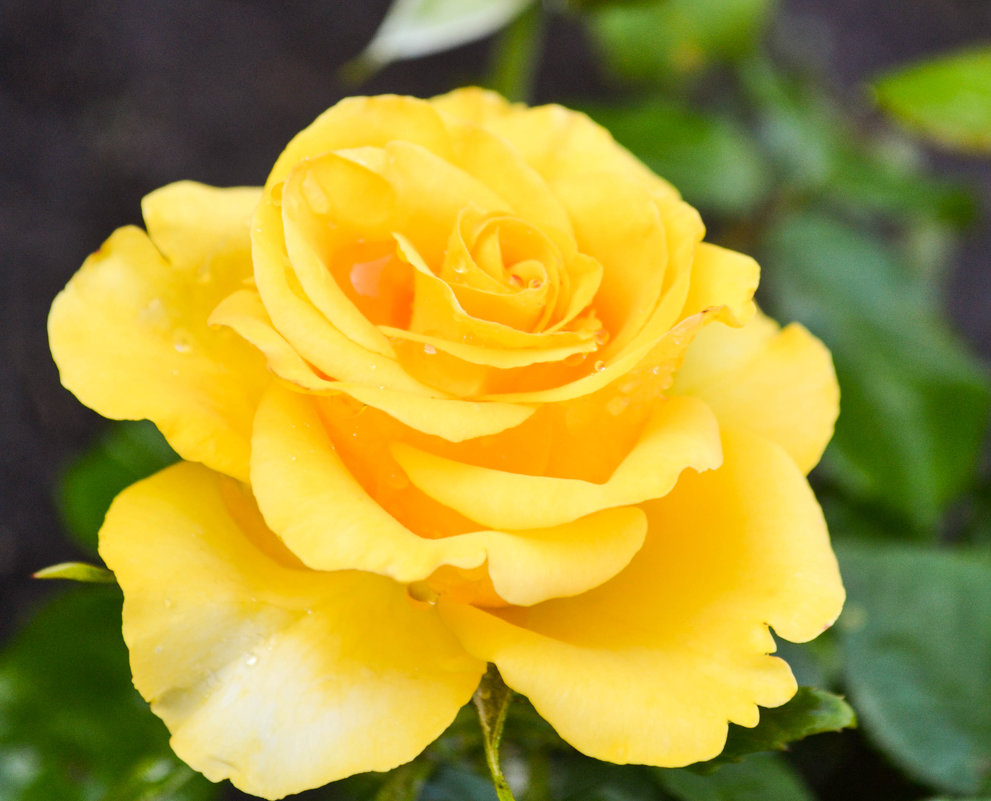 Желтая роза - Евгения Трушкина