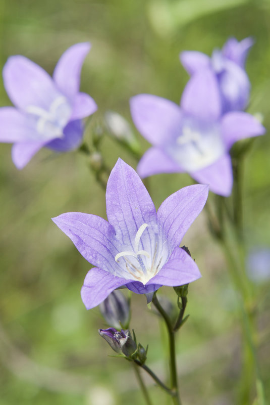 Четыре фиолетовых цветка - Андрей Гуров