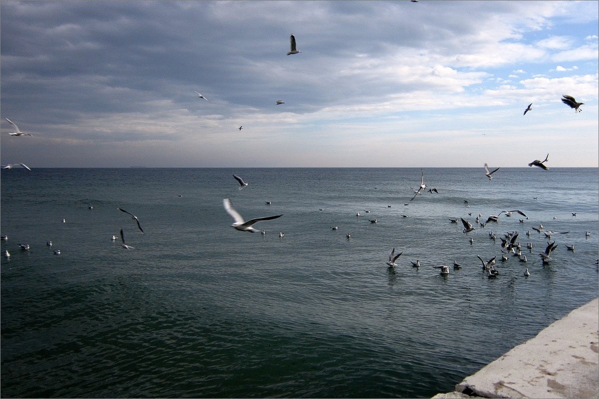 Море и птицы ( 2 ) - Людмила 