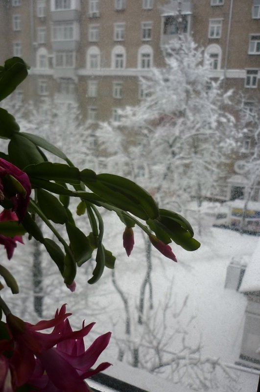Зима за окном - Татьяна Юрасова