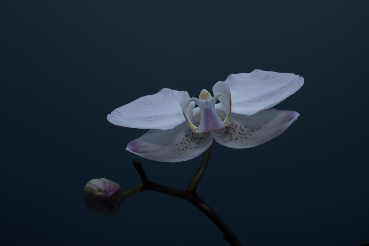 Орхидея - Сергей 