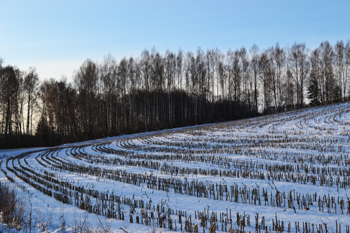 Зимнее кукурузное поле - Юлия Фалей