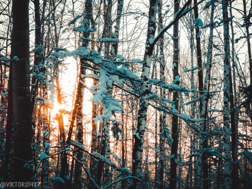 Рассвет в лесу - Виктор 