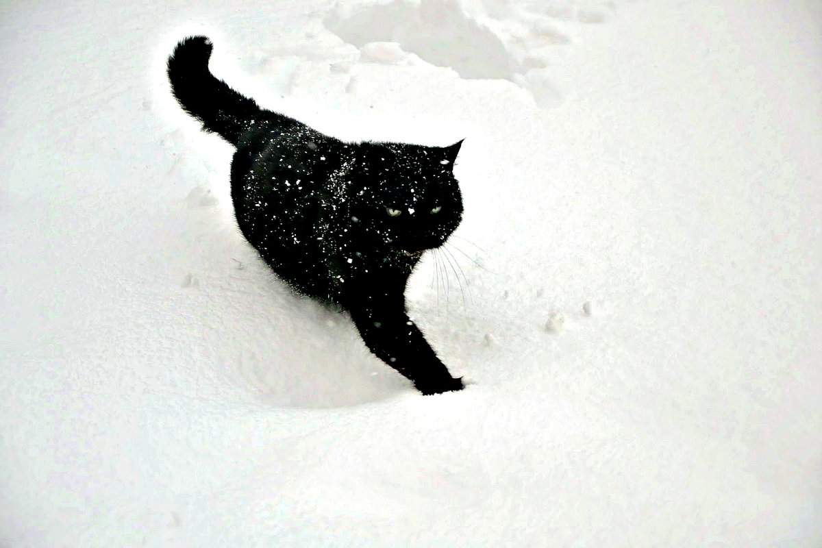 Белый снег и чёрный кот! - Михаил Столяров