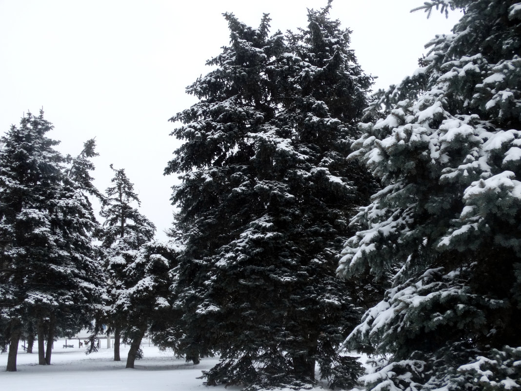 Зимы ждала природа,снег выпал только в январе... - Тамара (st.tamara)