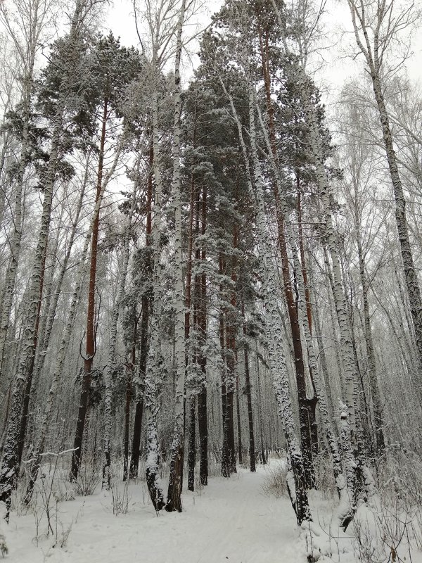 Красота зимы - Татьяна Котельникова