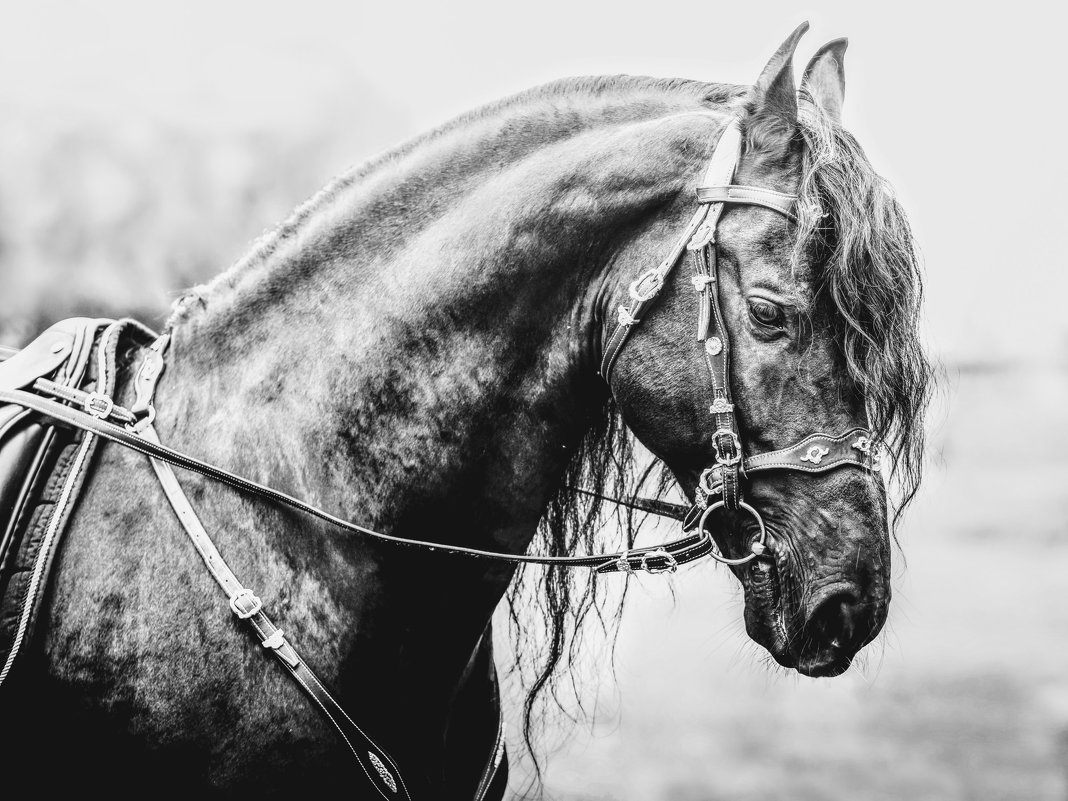Самая красивая лошадь - Татьяна Решанова