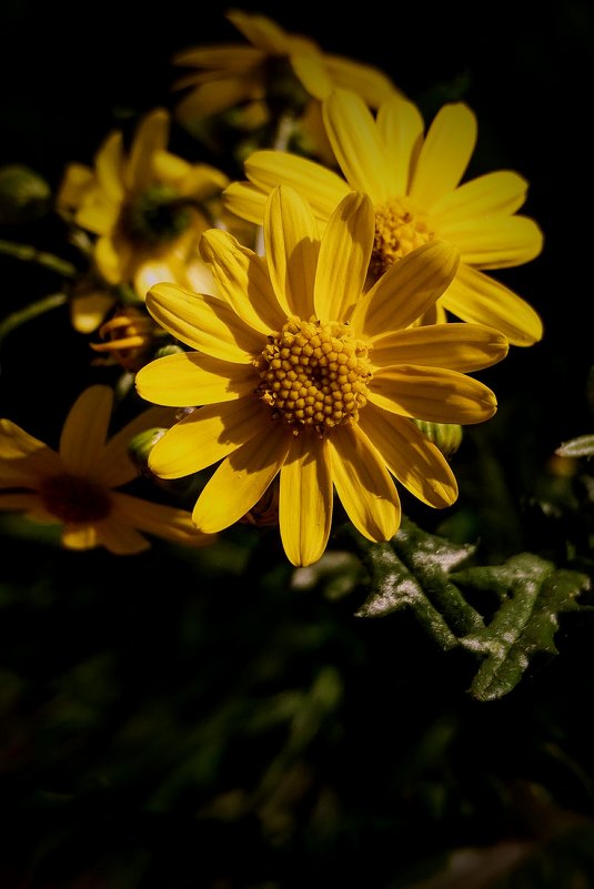 Желтые  цветы. - Roni Levi 