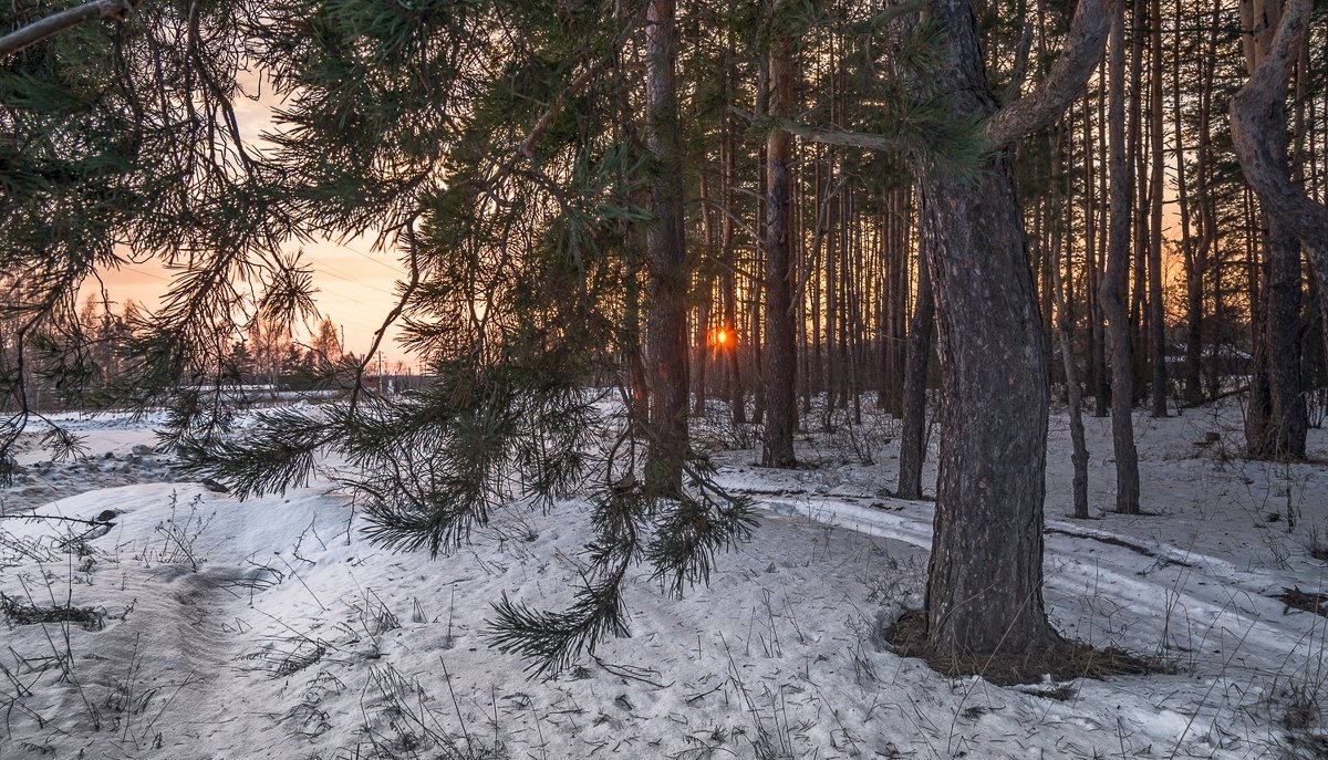 Зима в лесу. - Александр Тулупов