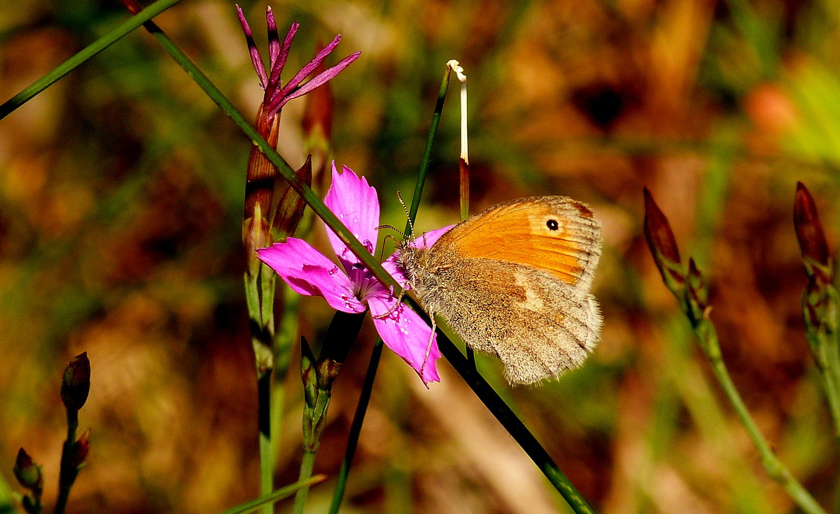 Сенница обыкновенная Coenonympha pamphilus (Linnaeus, 1758) 2 - Александр Прокудин