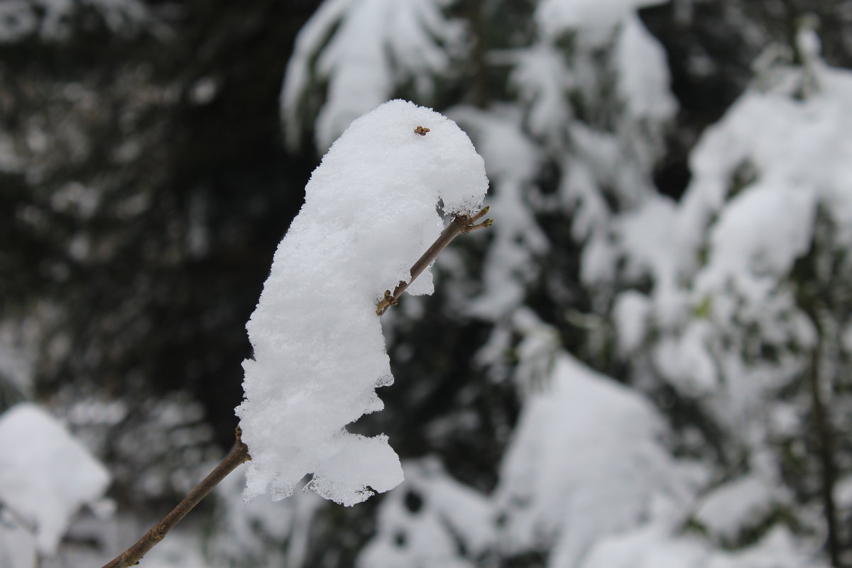 Снежная зверюшка - Mariya laimite