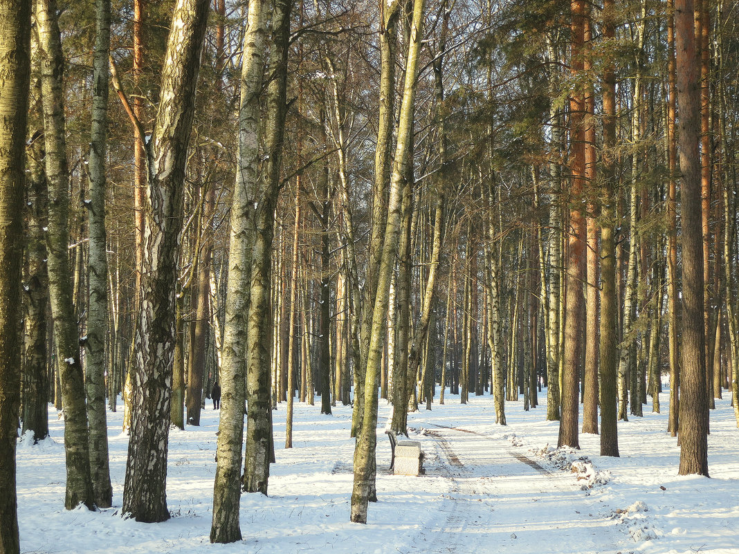 В зимнем парке. - Валентина Жукова