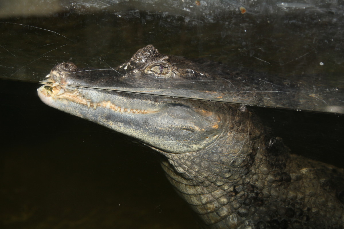 crocodile - Альбина Еликова