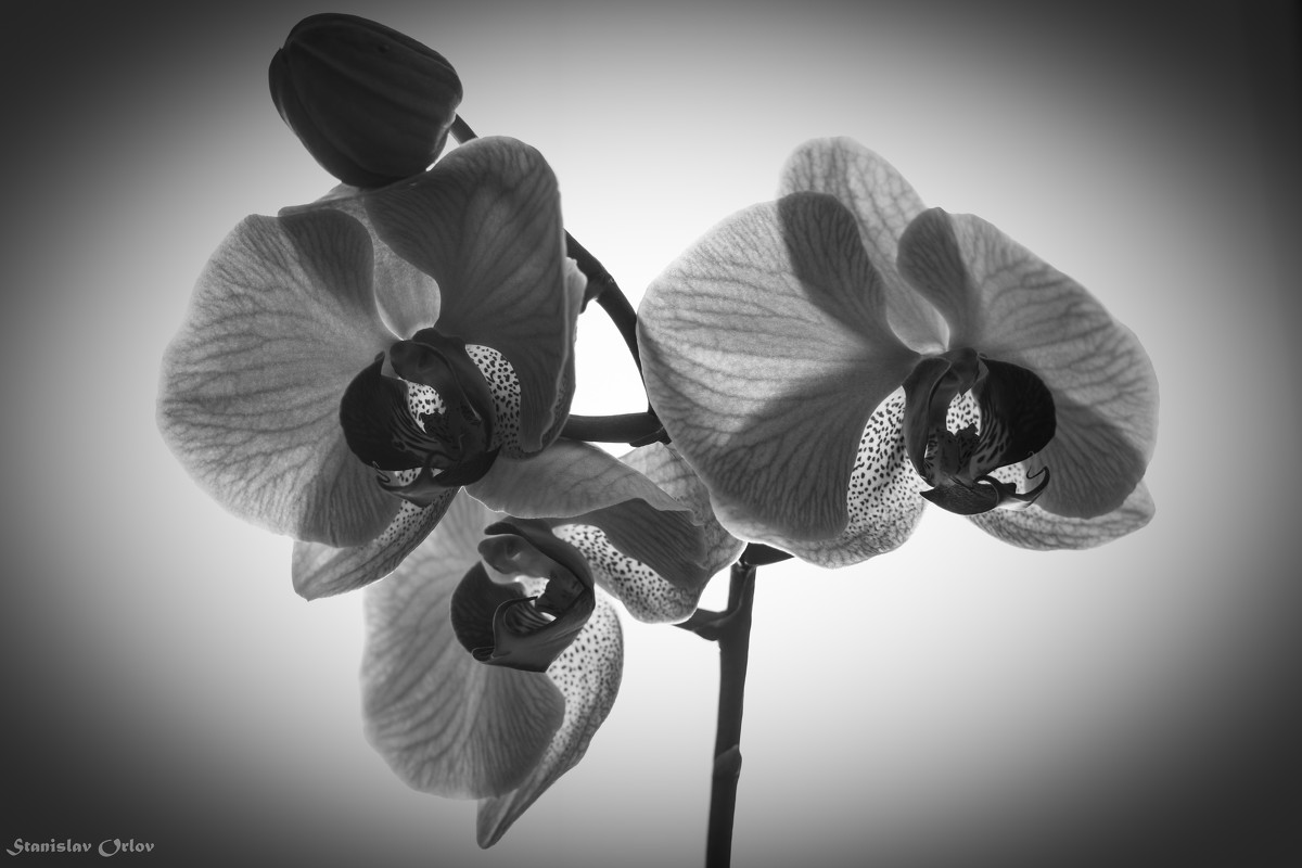 "Orchidaceae" - Станислав Орлов