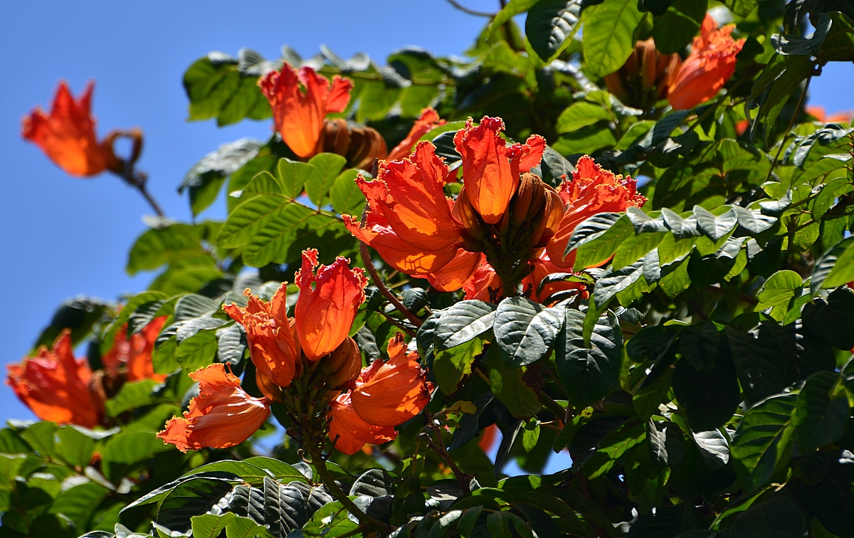 09.08.13 Spathodea campanulata – Спатодея колокольчиковая (или африканское тюльпановое дерево) - Борис Ржевский