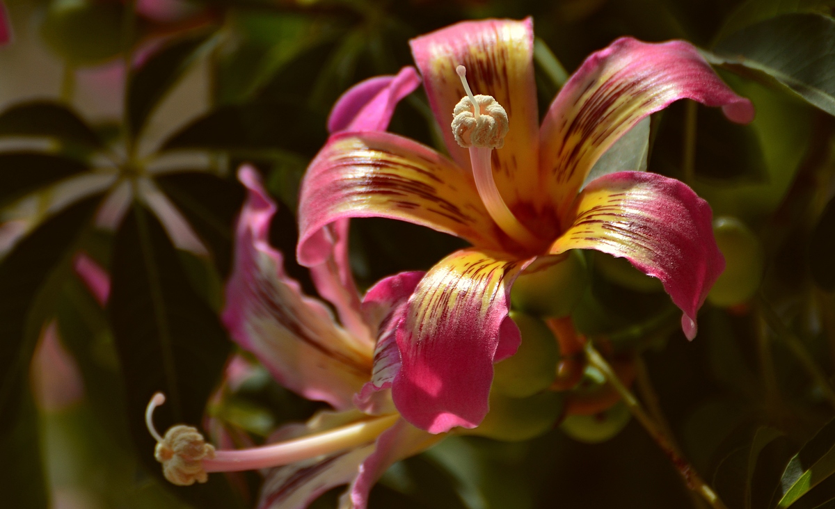 09.08.13 Цветет хоризия великолепная, Chorisia speciosa - Борис Ржевский