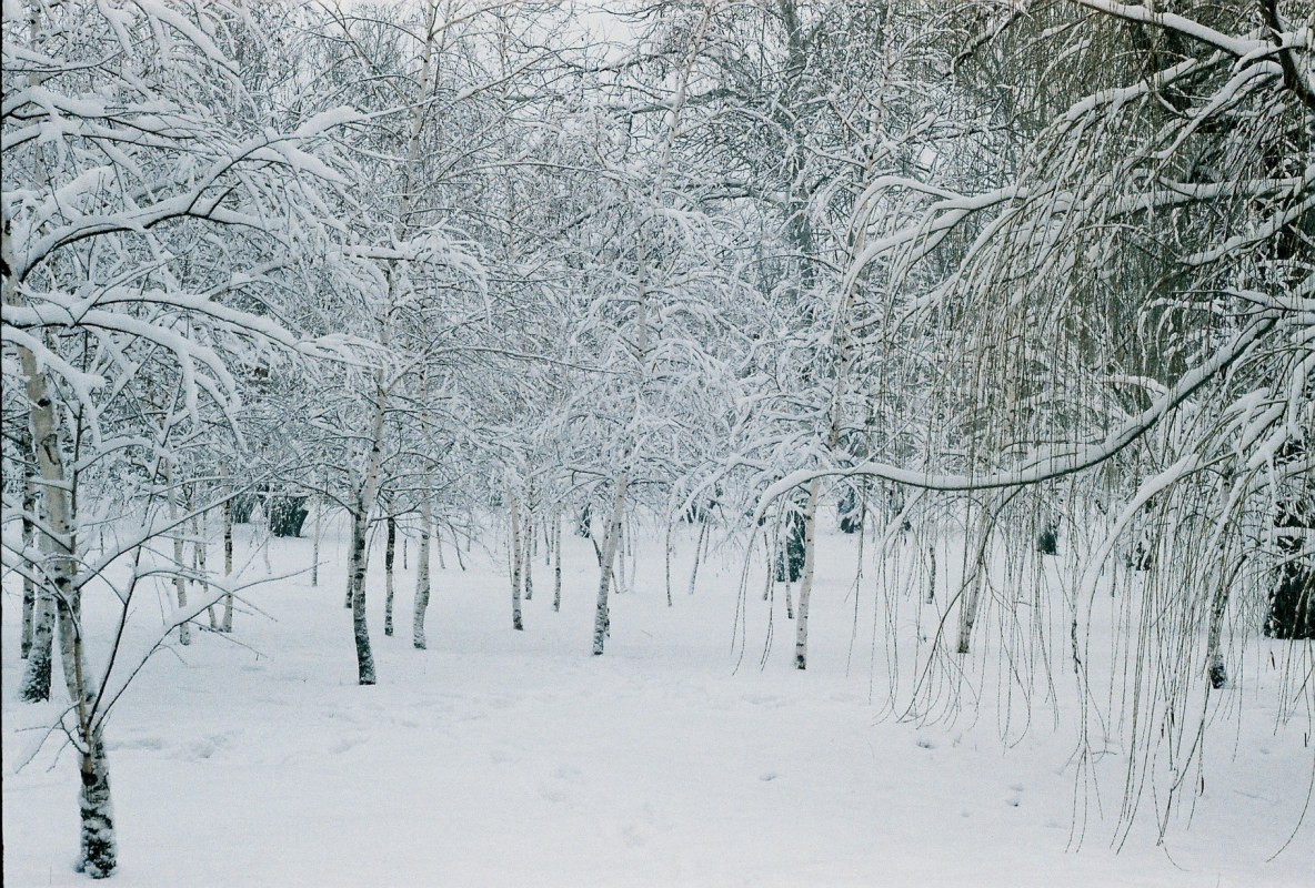 зимой в парке - Егор Гребенюк