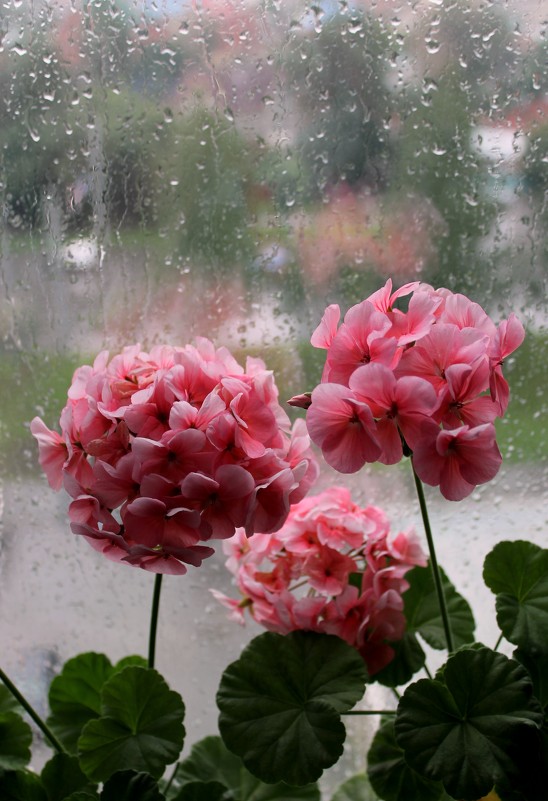Когда за окном дождь, с цветами уютней!.. - Надежда 
