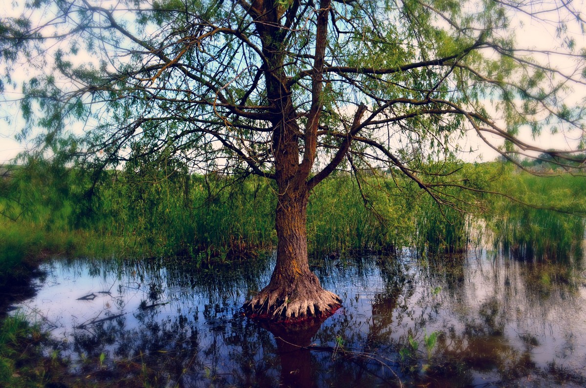 Дерево - Ридван Сардаров