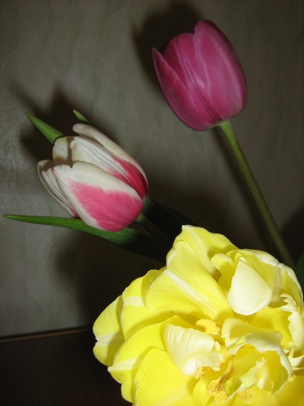 Тюльпаны - Марина Рыбалко