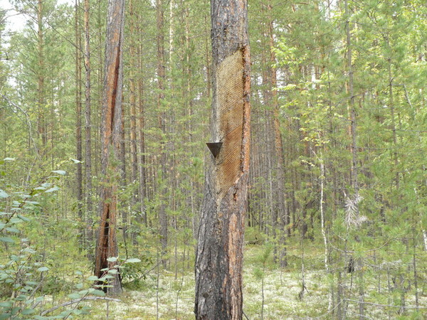 печальный лес - Елена Иванова