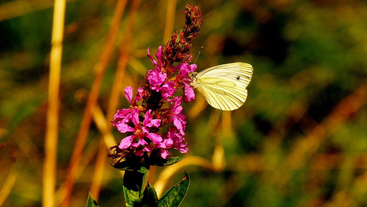 Капустница Pieris brassicae (Linnaeus, 1758)1 - Александр Прокудин