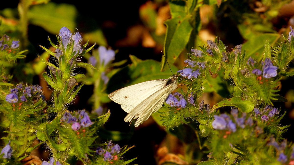 Репница Pieris rapae (Linnaeus, 1758) 3 - Александр Прокудин