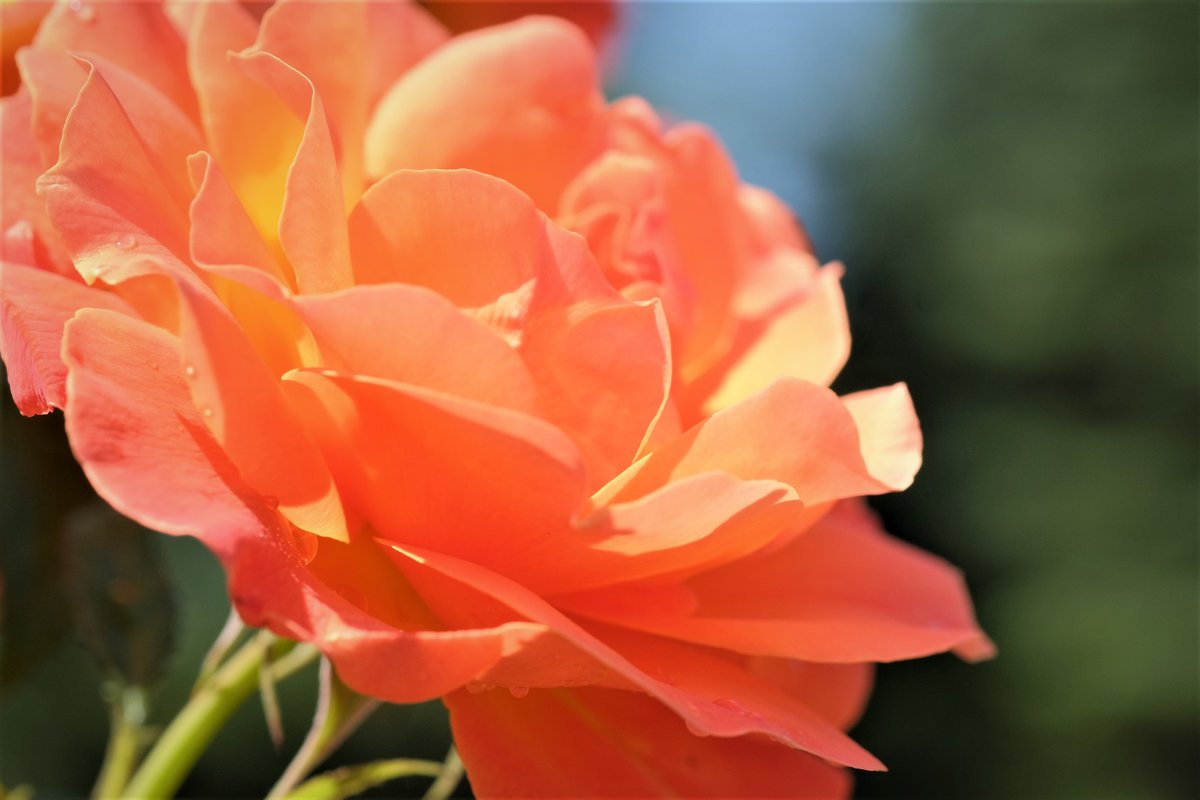 Пламенная роза - wea *