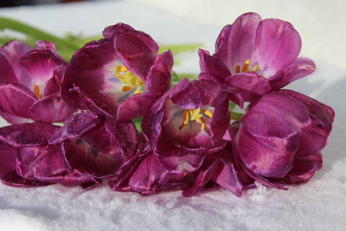 Тюльпаны  на снегу - Mariya laimite
