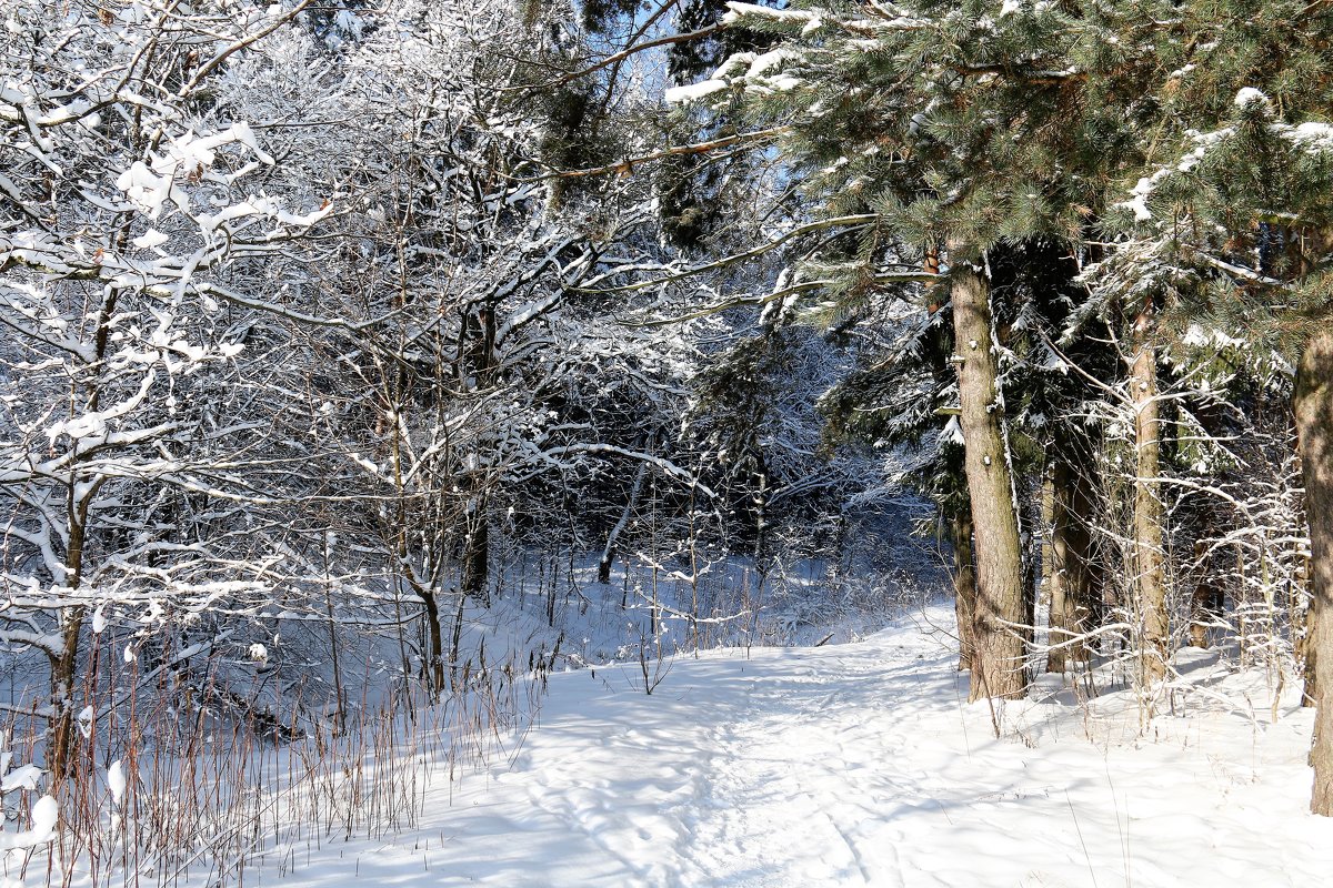 Зима - Владимир Холодницкий