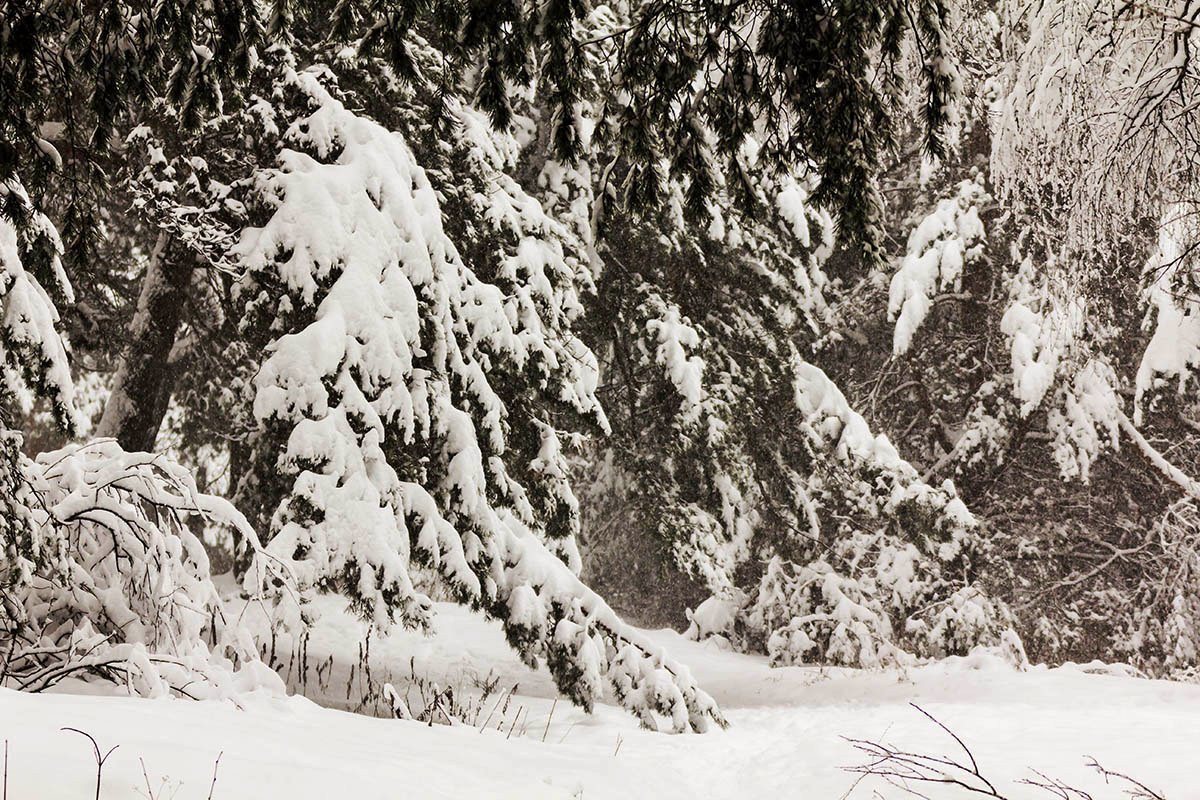 Зима в лесу - Александр 