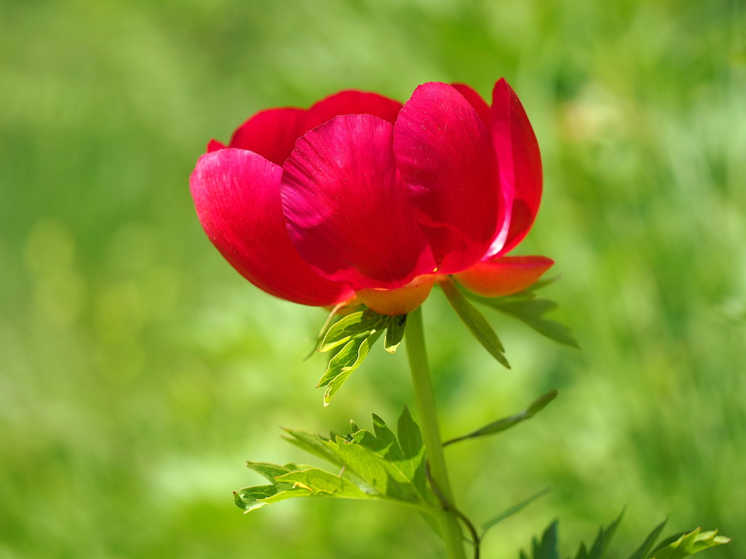 Пион Paeonia peregrina Millеr - wea *