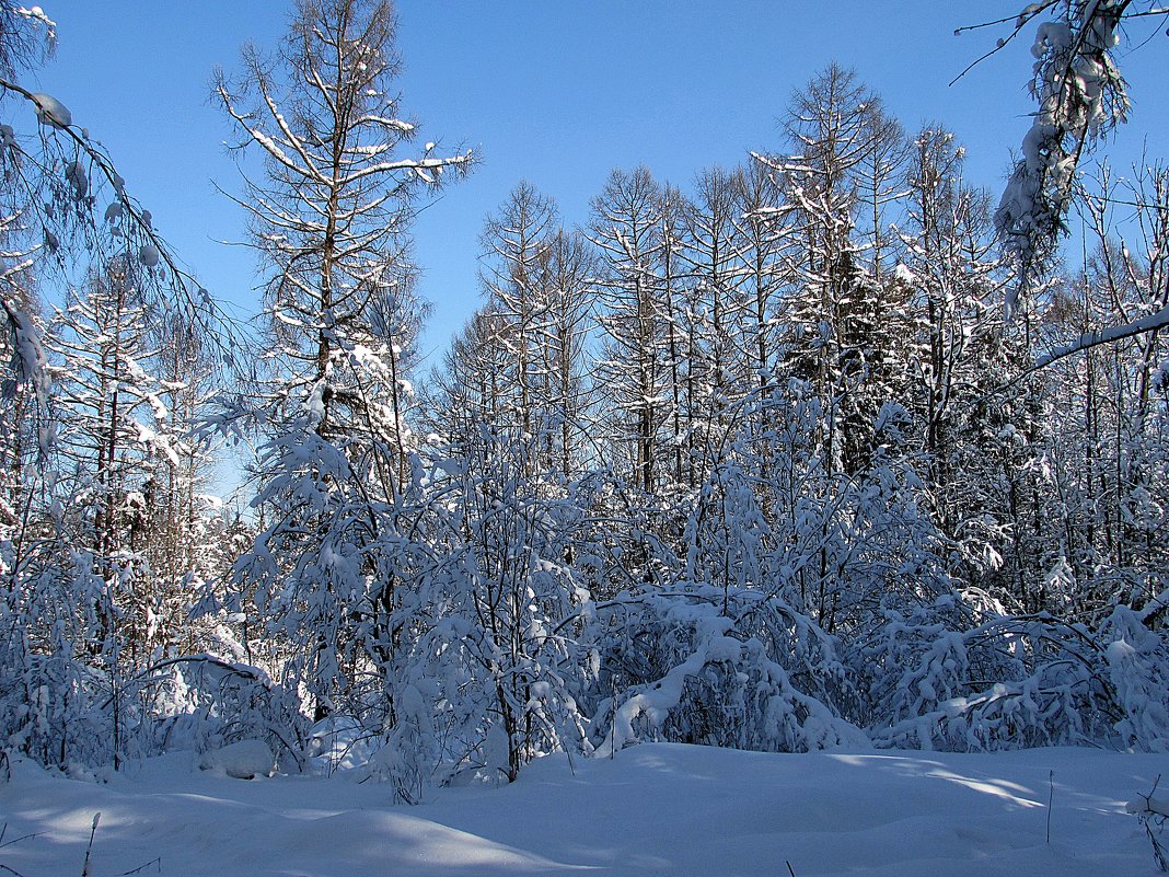 Зимний лес - Валюша Черкасова
