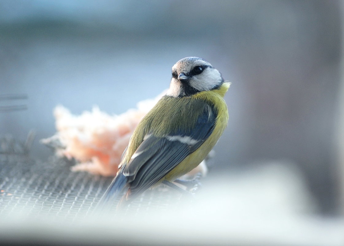 Blue titmouse - Олег Шендерюк