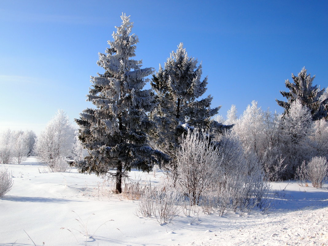 В зимнем лесу - ГАЛИНА Баранова