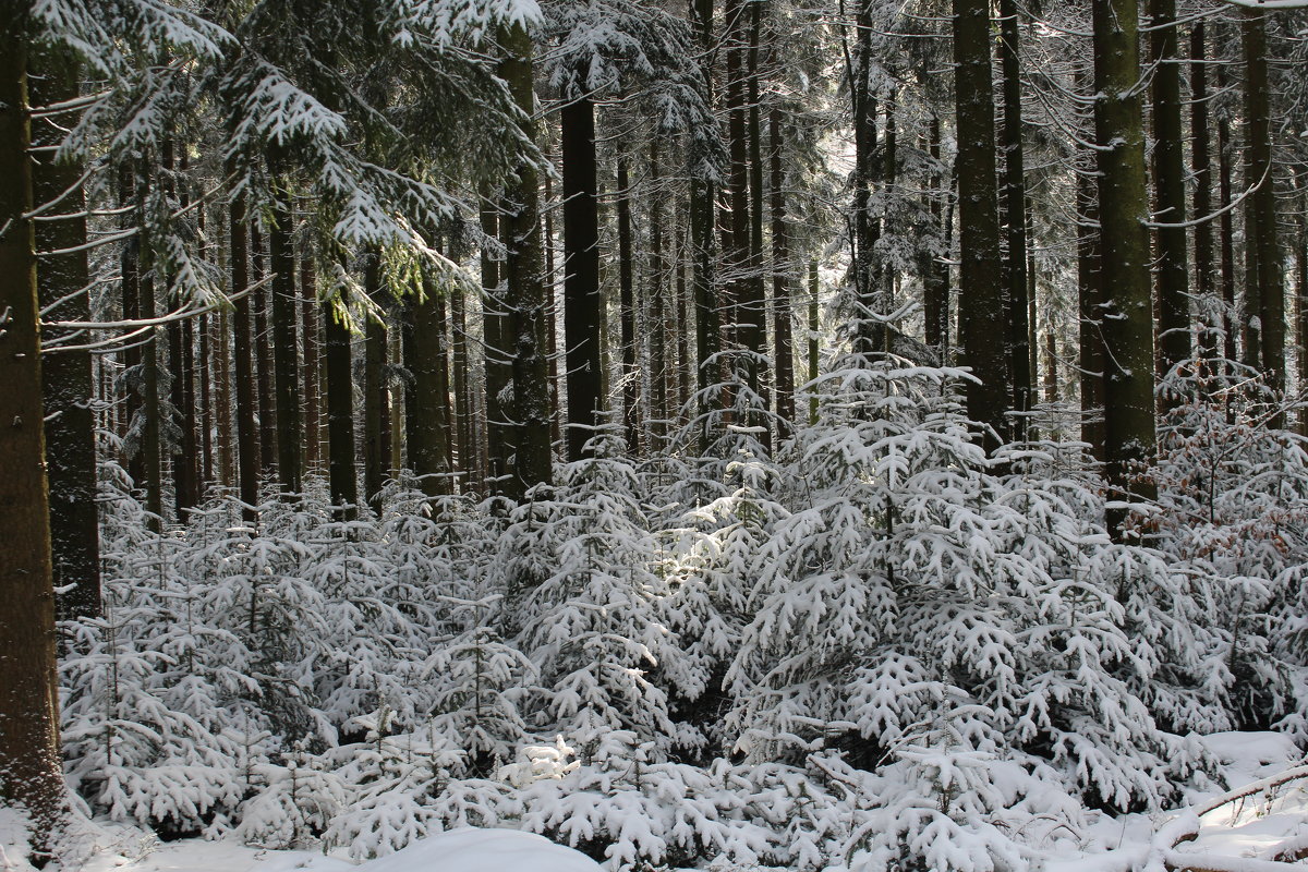 Зимой в лесу - Mariya laimite