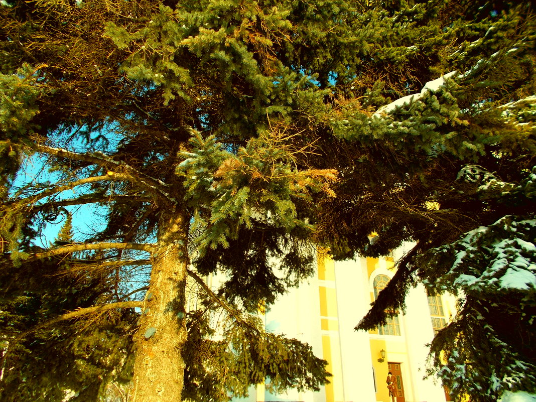 Деревья в городе - лоретта 