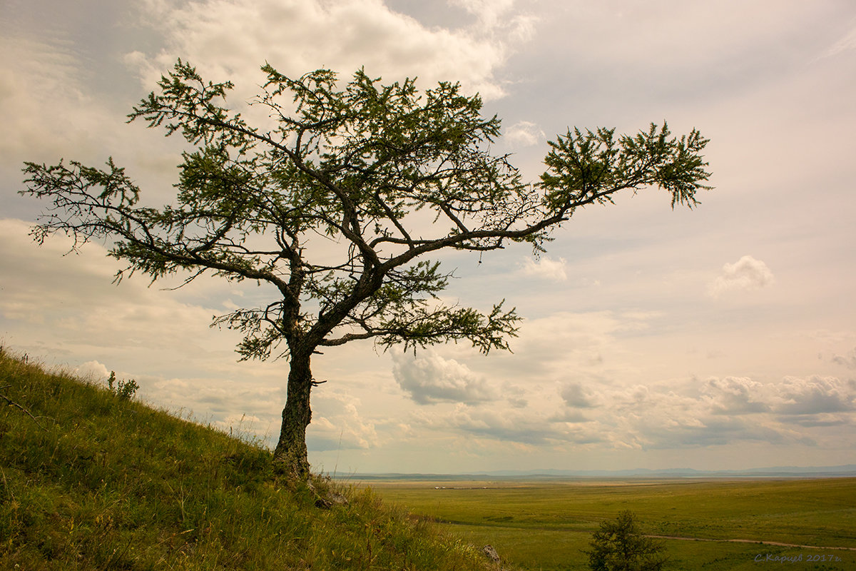 Дерево на склоне - Сергей Карцев